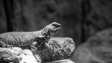 global competitor benchmarking analysis